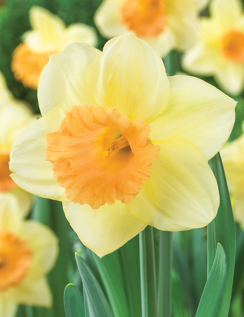 Daffodil 'Sagitta'