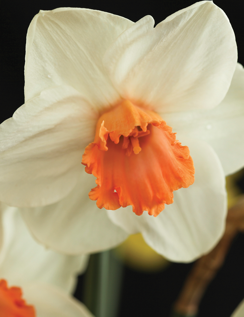 Daffodil Salome