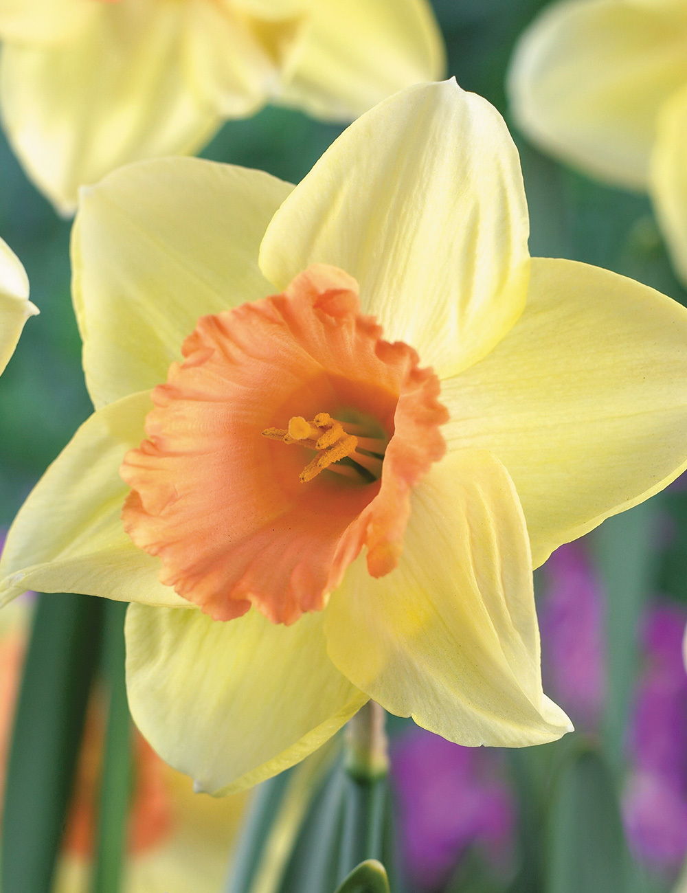 Daffodil 'Tickled Pinkeen'