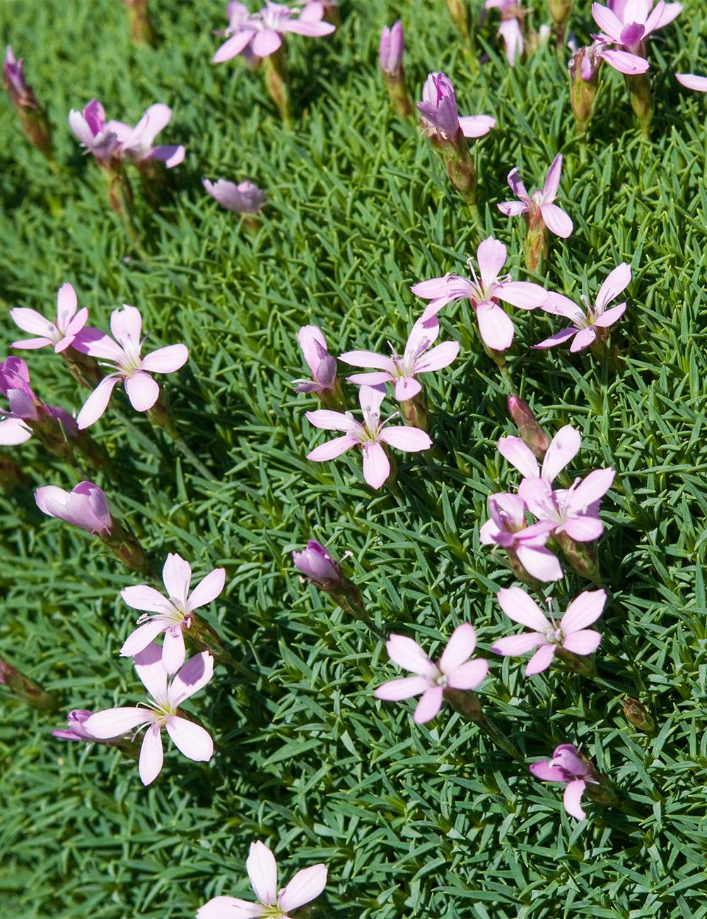 Dianthus 'Anatolian Pink'
