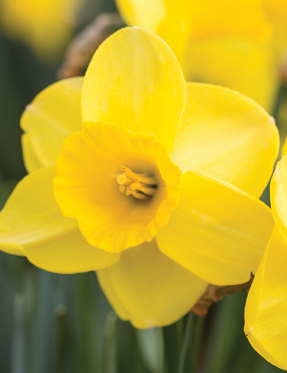 Daffodil Camelot