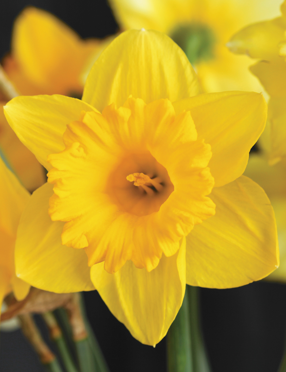 Daffodil 'Greg's Favourite'