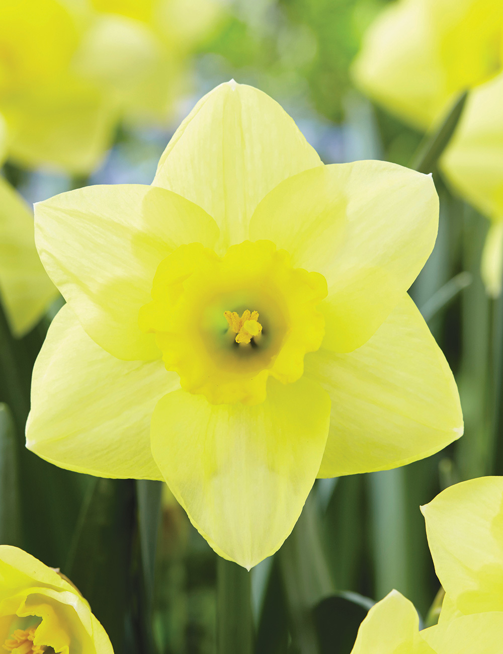 Daffodil 'Golden Salome'