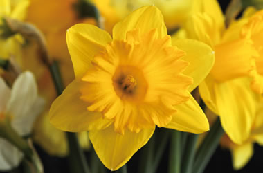 (44C) Golden Trumpet Daffodils 'Gigantic Star'