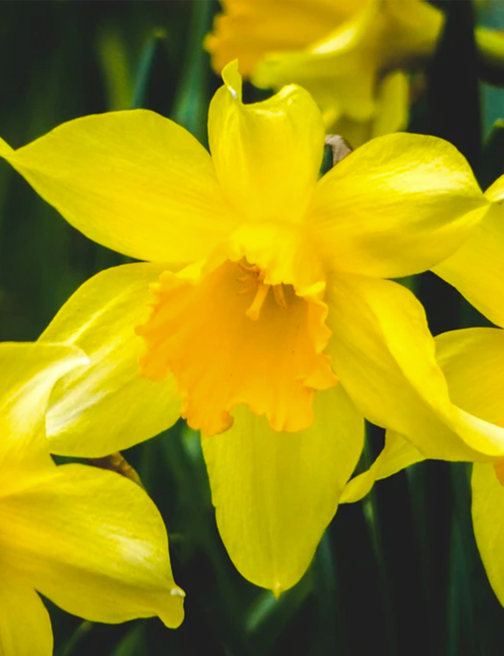 Golden Trumpet Daffodil Irish Luck