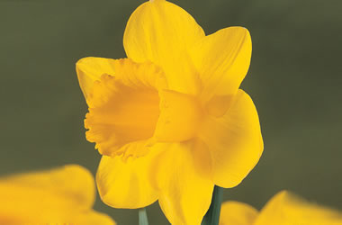 (44C) Golden Trumpet Daffodils 'Marieke'