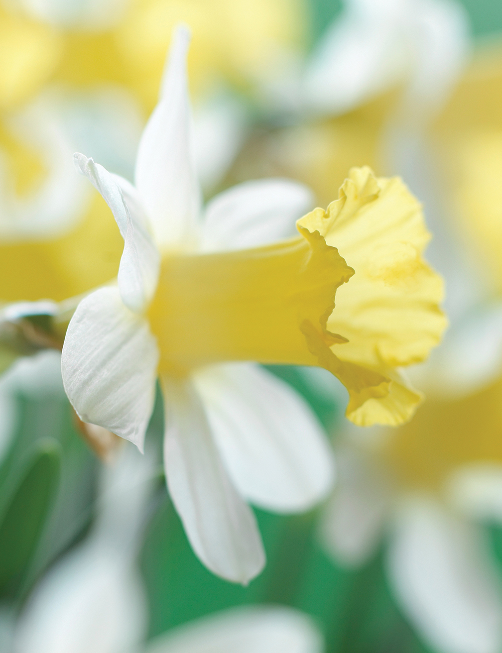 Miniature Daffodils 'Topolino'