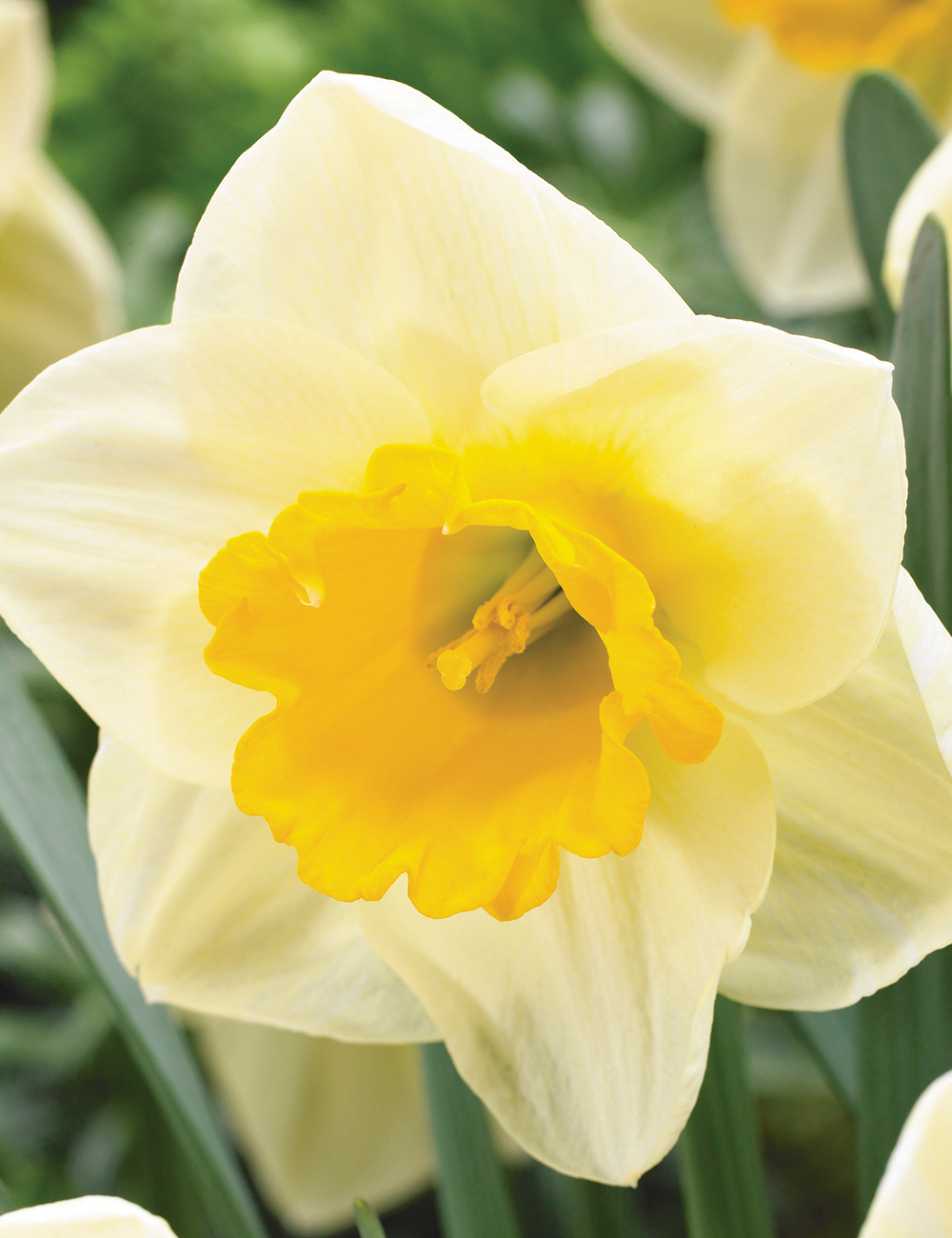 Daffodil Yellow Salome