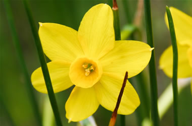 Species Daffodil Gracilis