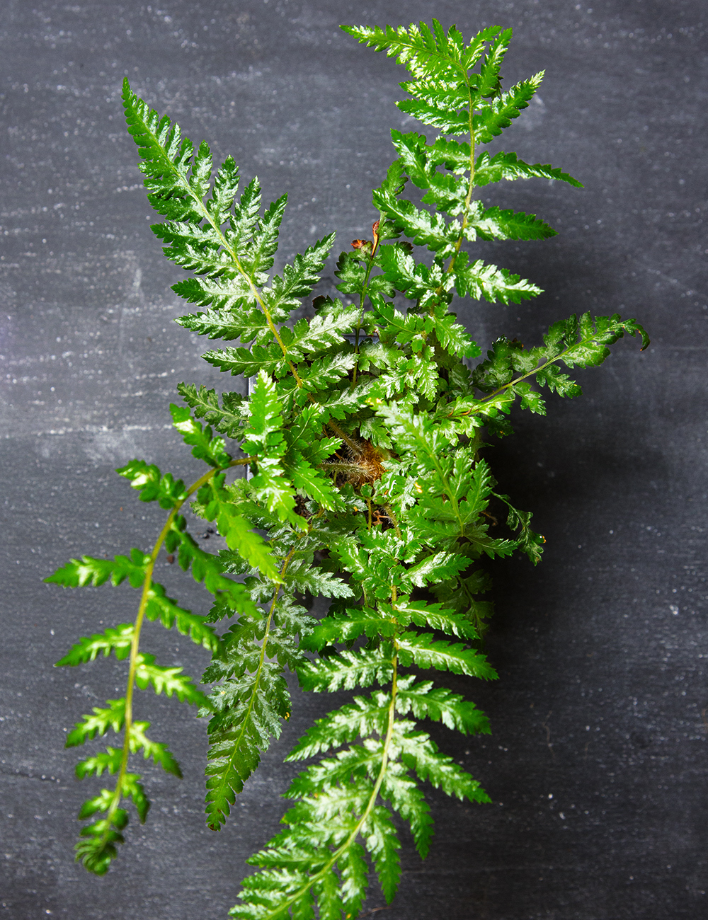 Soft Tree Fern