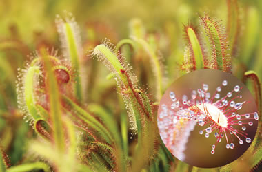 Insectivorous Plants 'Cape Sundew'