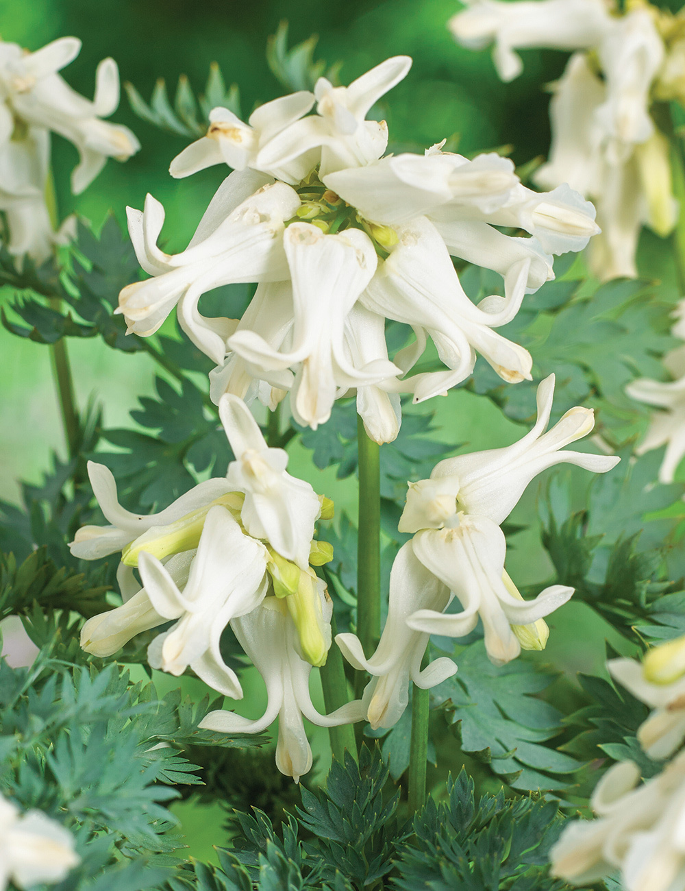 Bleeding Heart 'Amore Titanium'