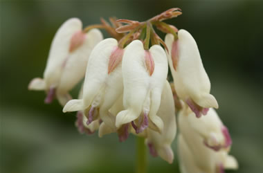 Dicentra Langtrees
