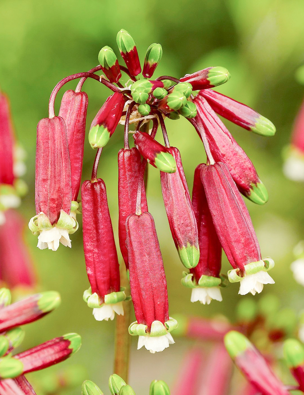 Californian Firecracker Plant