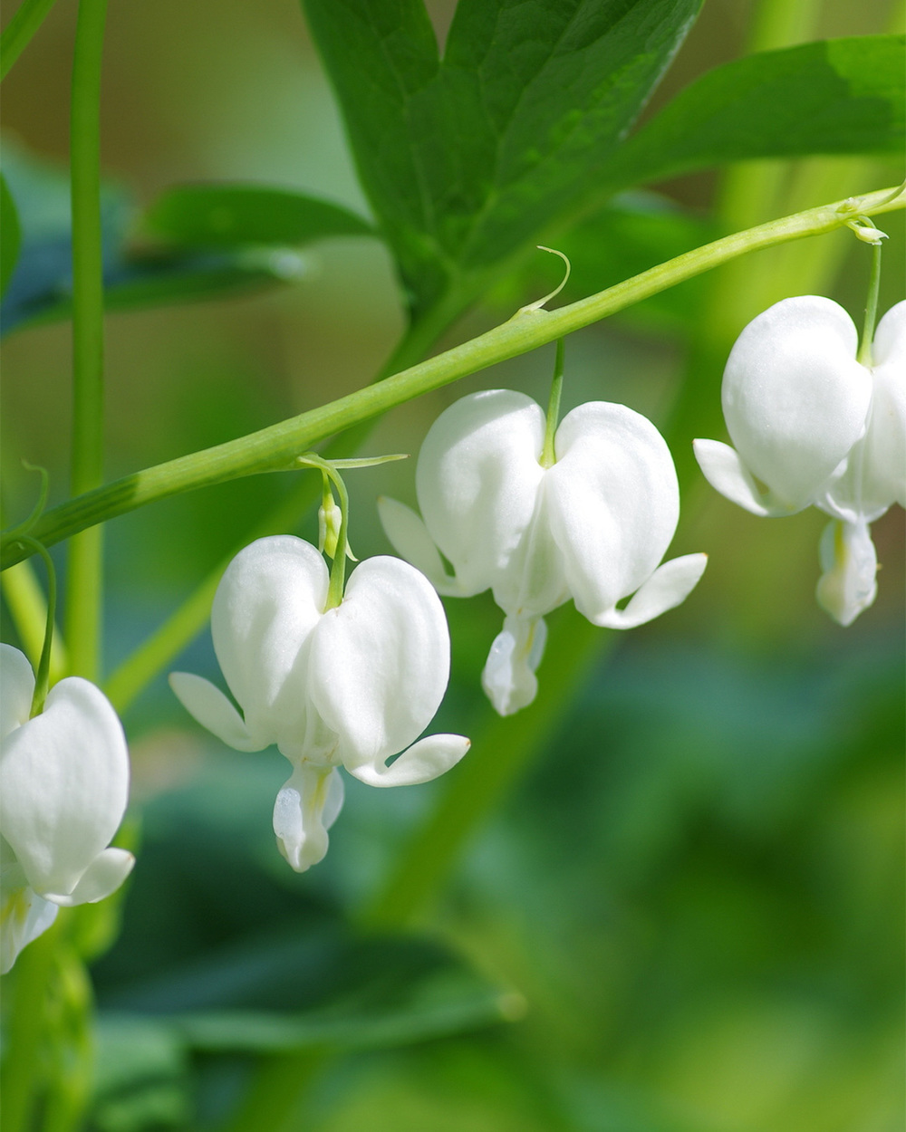 Dicentra Bleeding Heart 'Alba'