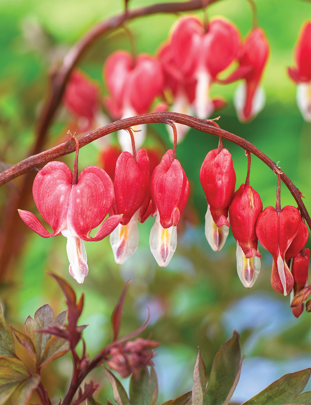 Bleeding Heart 'Valentine'
