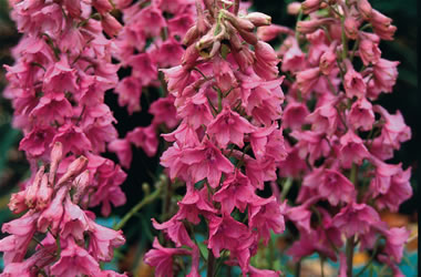 Delphinium Pink Sensation