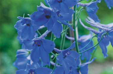 Delphinium 'Volkerfrieden', Peace