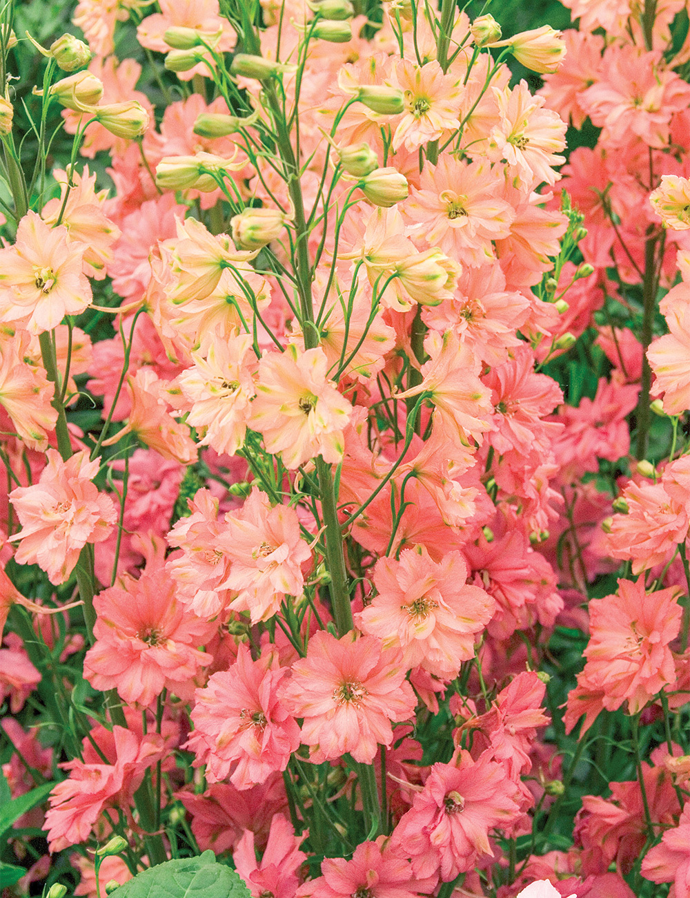 Delphinium 'Princess Caroline'
