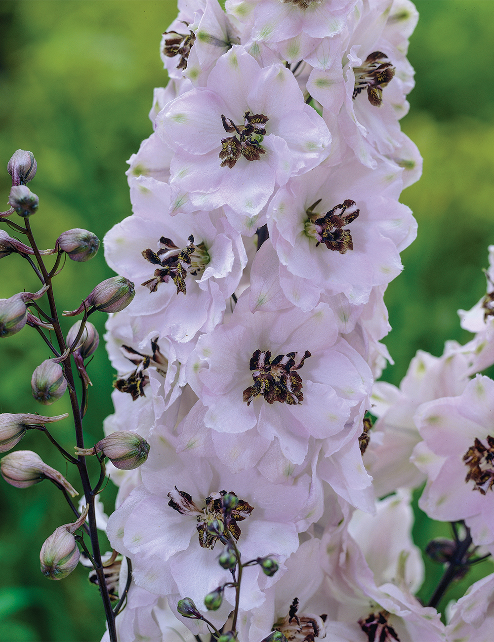 Dowdeswell Delphinium 'Black Eyed Angels'