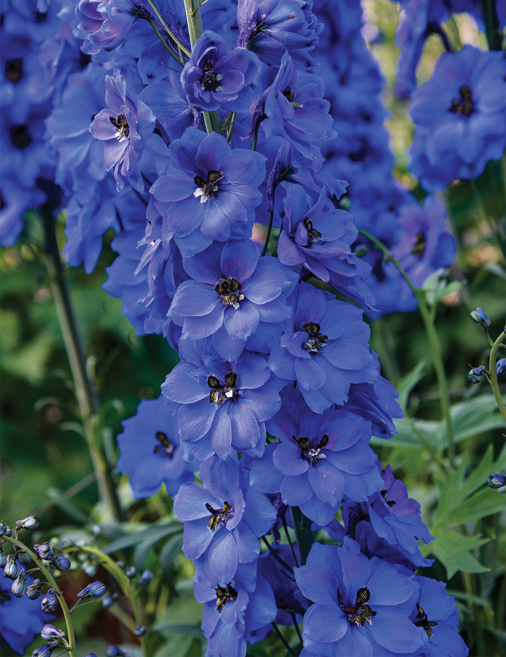 Dowdeswell Delphinium 'Blue Buccaneers'