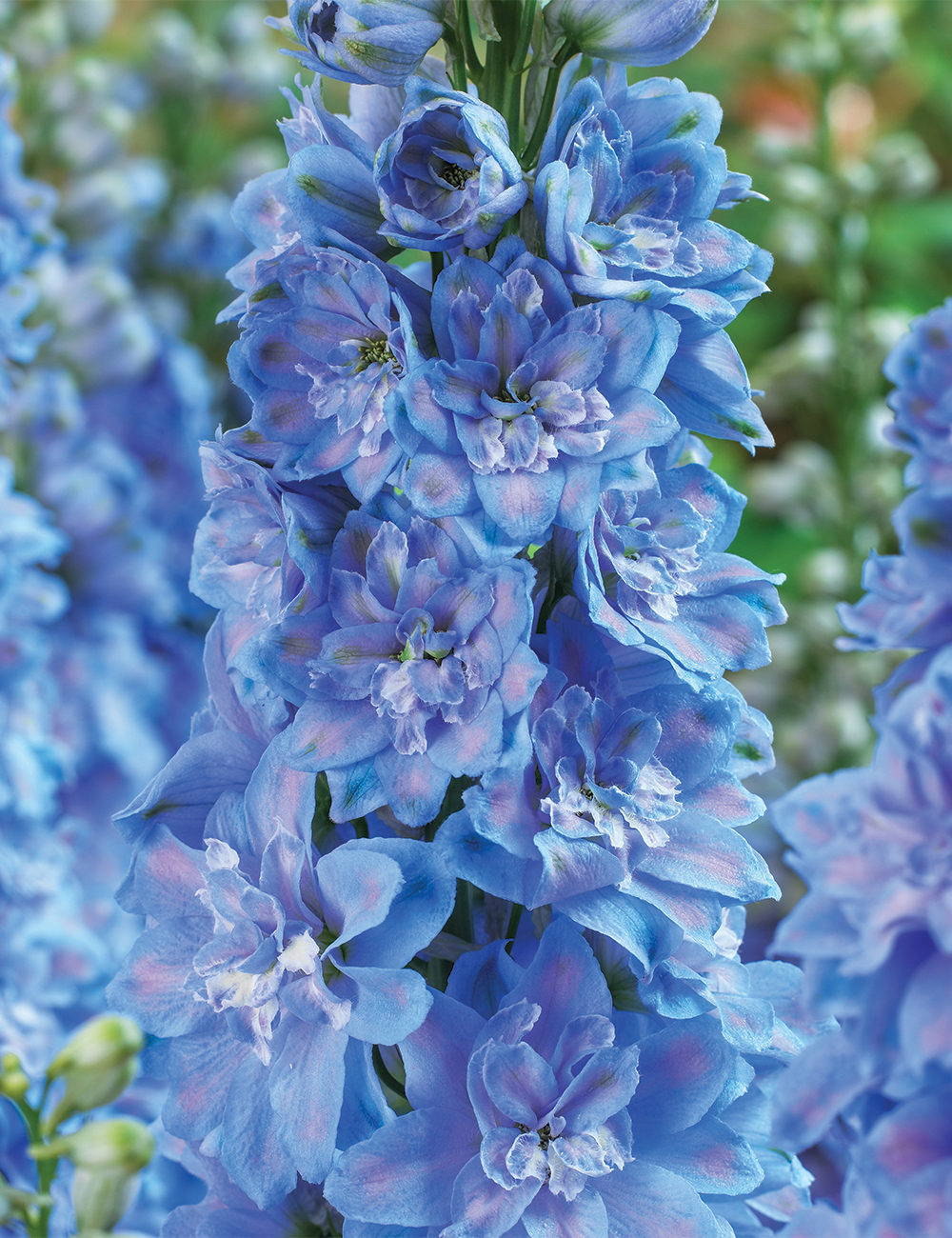 Dowdeswell Delphinium 'Blue Lace'