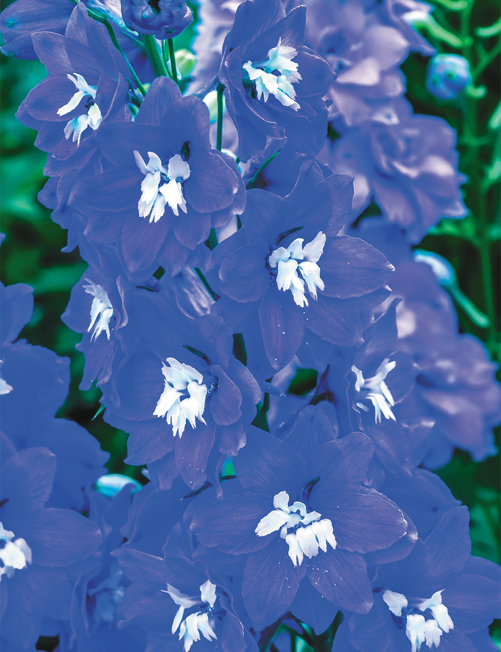 Dowdeswell Delphinium 'Cobalt Dreams'