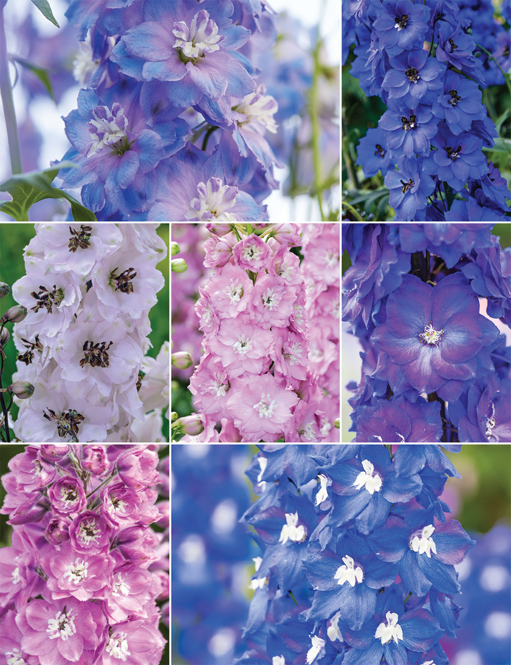 Dowdeswell Delphiniums (reduced) Collection