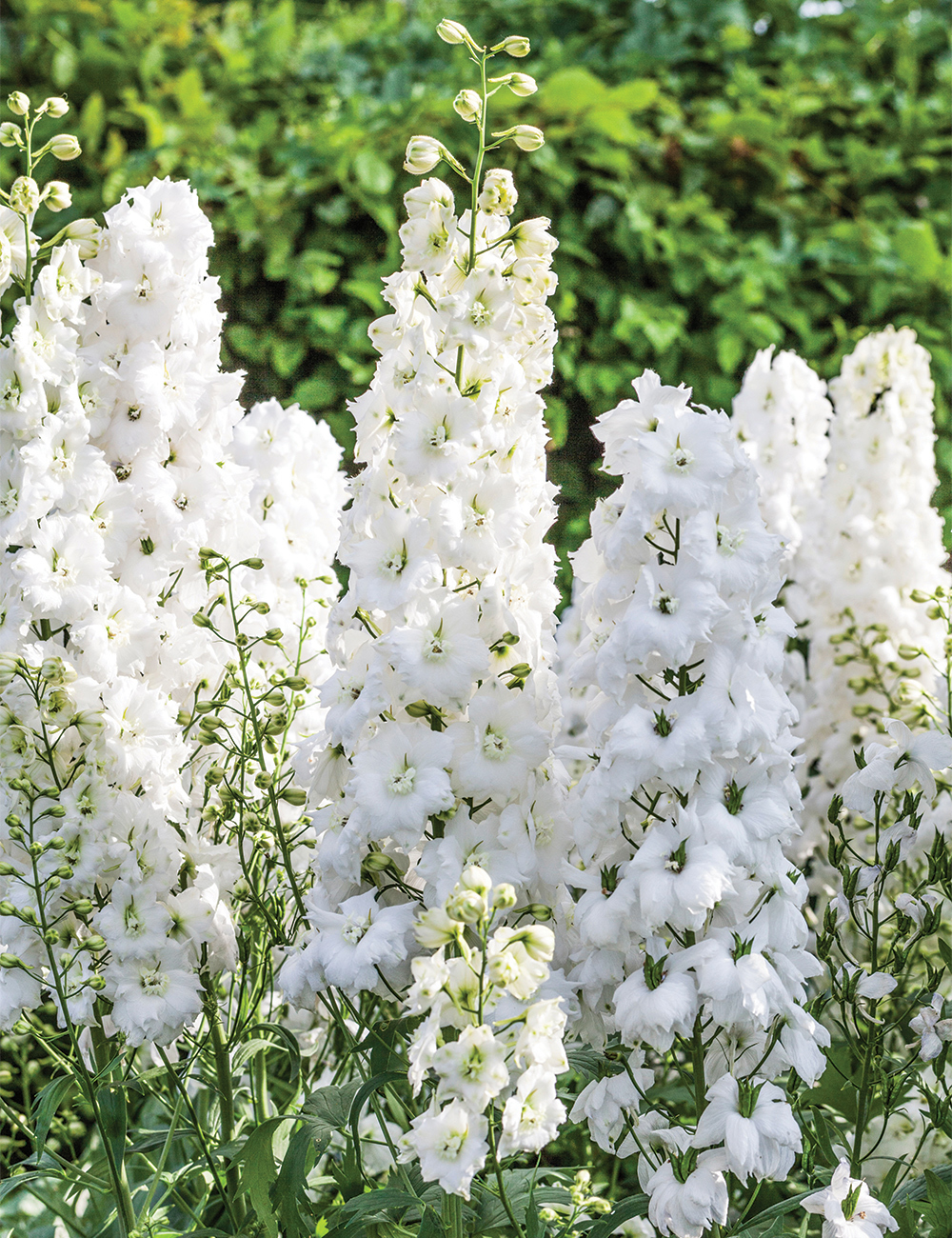 Dowdeswell Delphinium 'Double Innocence'