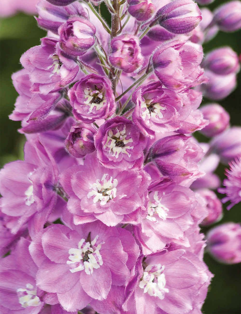 Dowdeswell Delphinium 'Sweethearts'