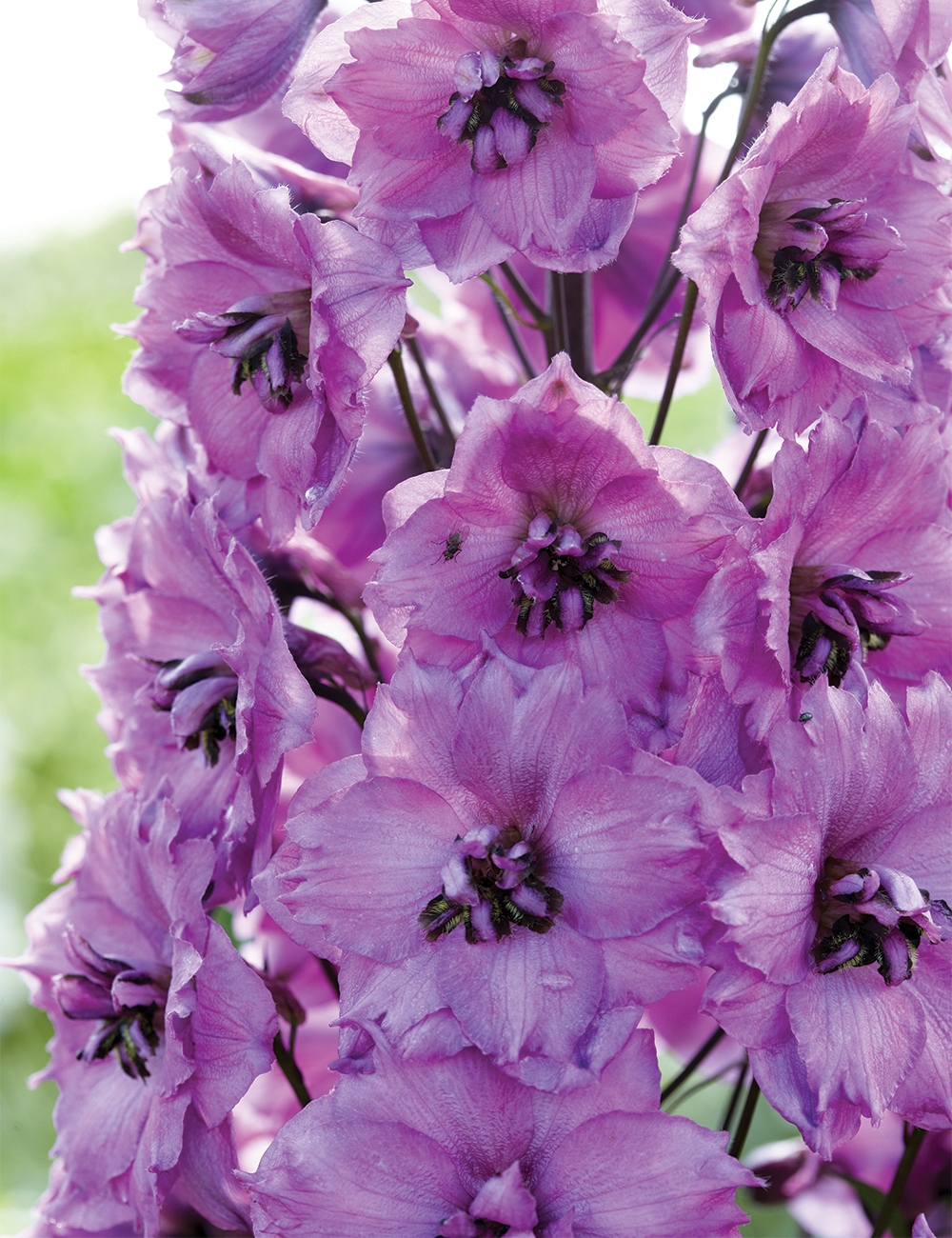 Dowdeswell Delphinium 'Dusky Maidens'