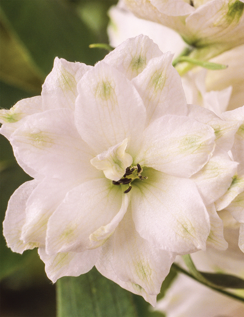 Dowdeswell Delphinium 'Green Twist'