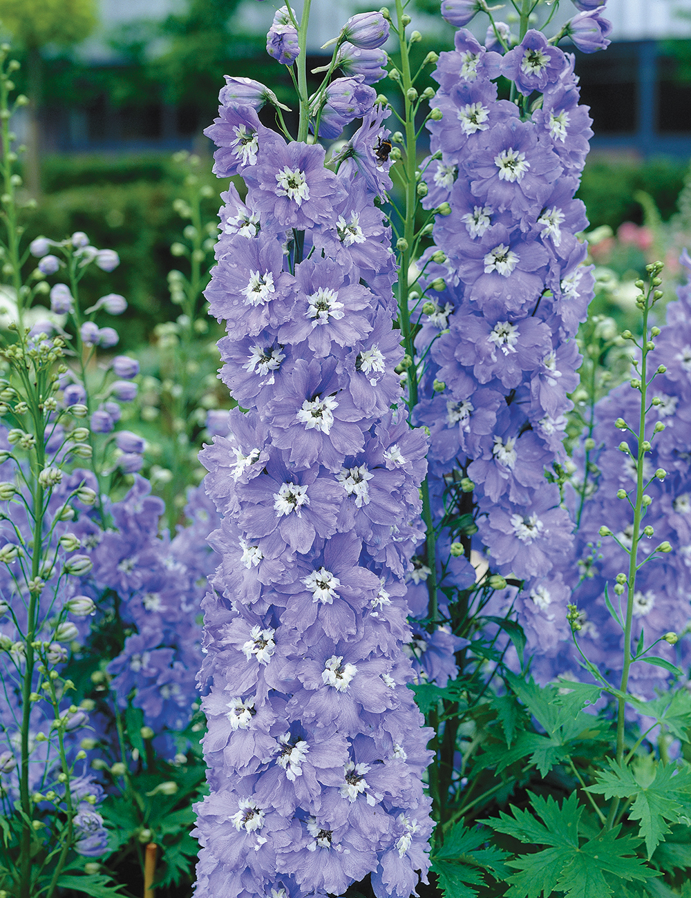 Dowdeswell Delphiniums Lilac Ladies