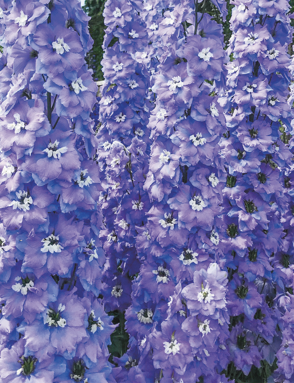 Dowdeswell Delphiniums 'Morning Lights'