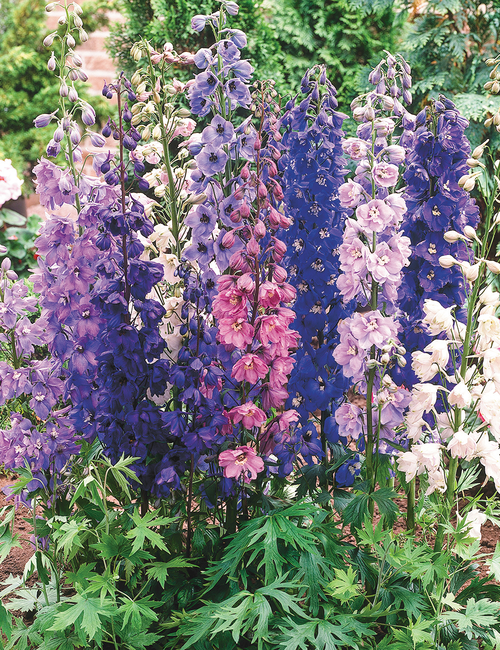 Dowdeswell Delphinium New Millennium 'Mini Stars' Mixed