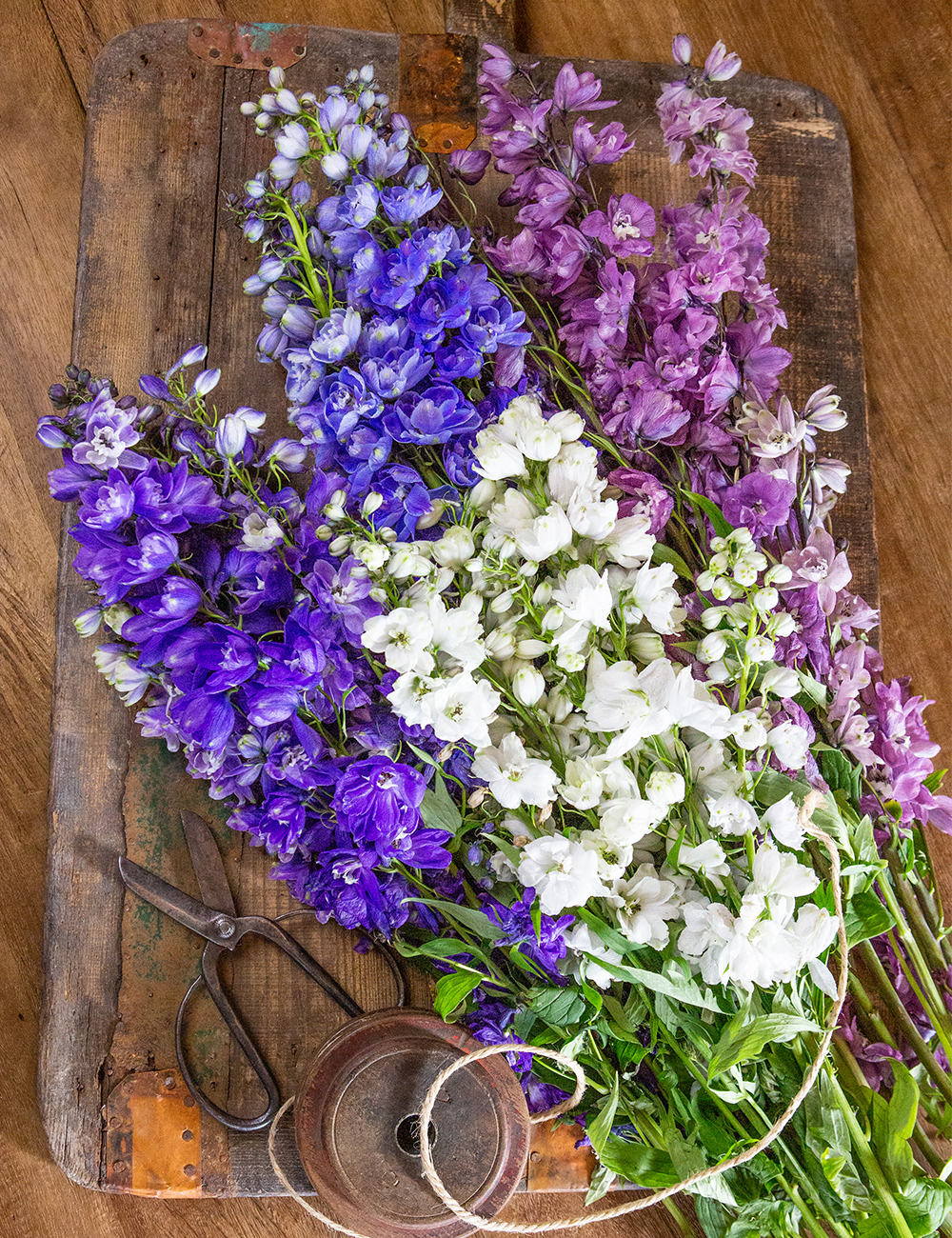 Dowdeswell Delphiniums Mixed