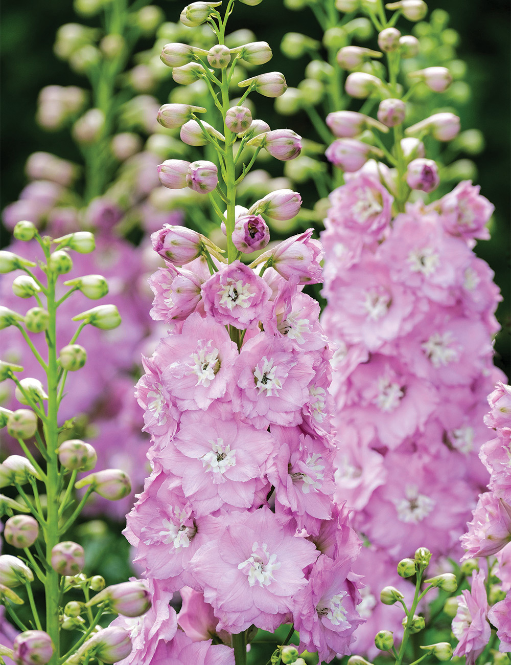 Dowdeswell Delphinium 'Pink Blush'