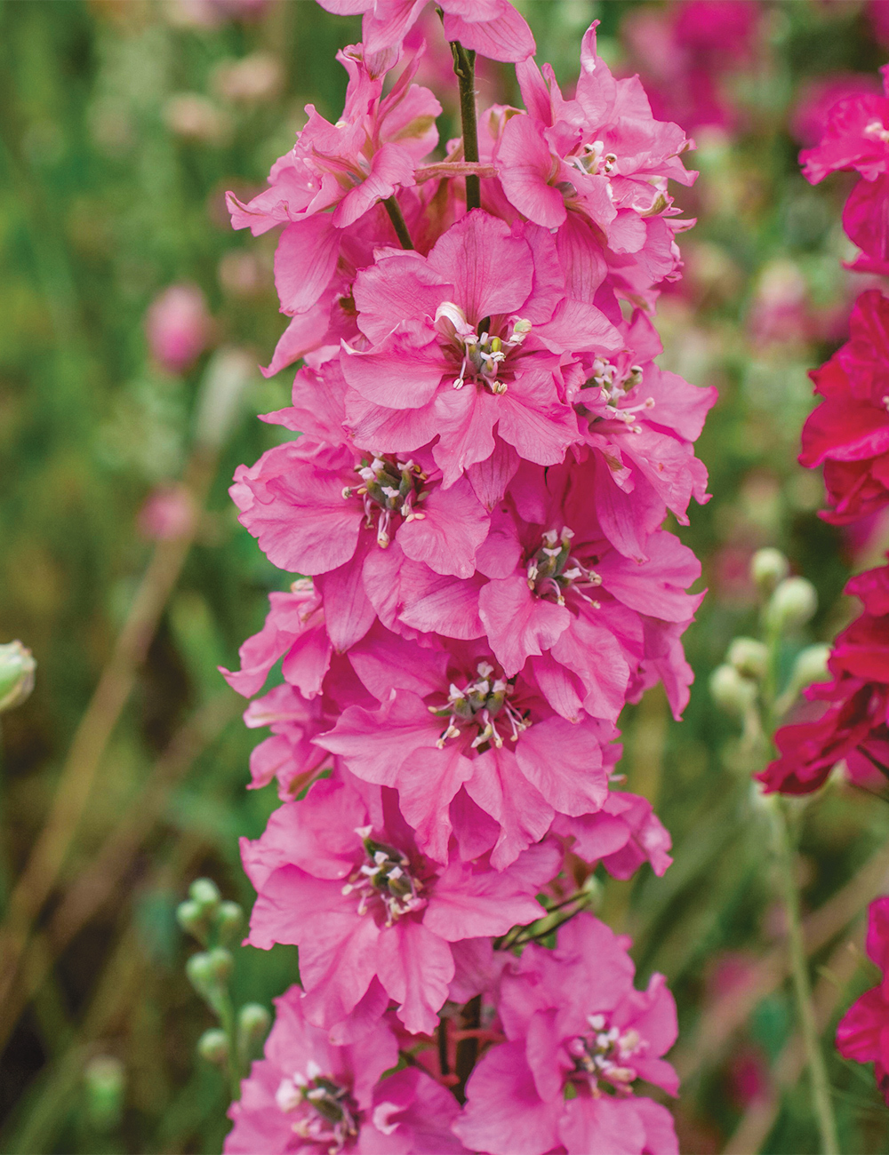 Dowdeswell Delphinium 'Pink Punch'