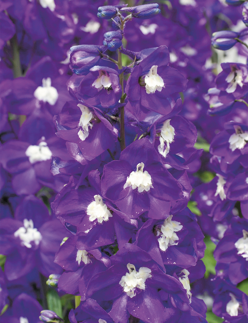 Dowdeswell Delphinium 'Purple Passion'