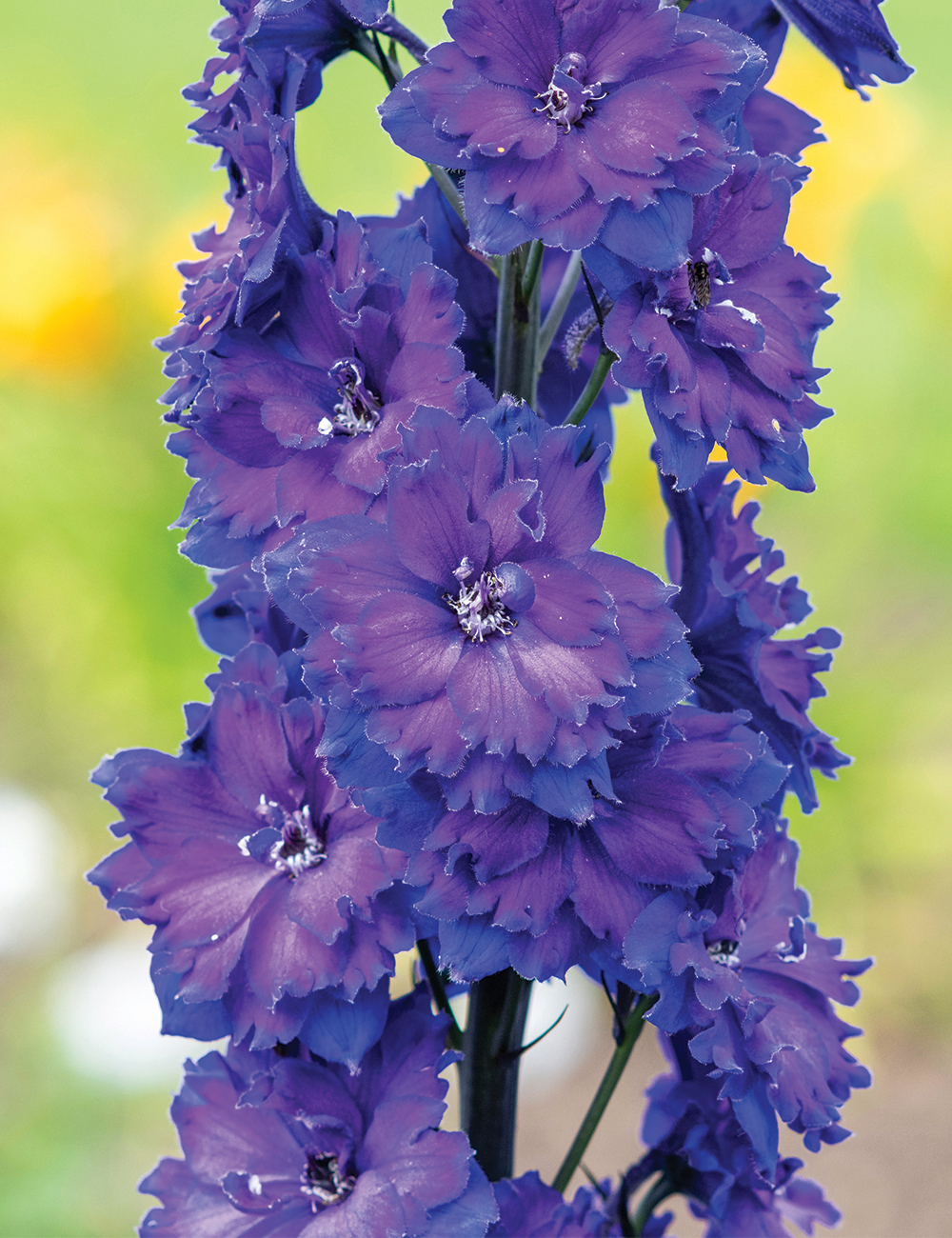 Dowdeswell Delphinium 'Pagan Purples'