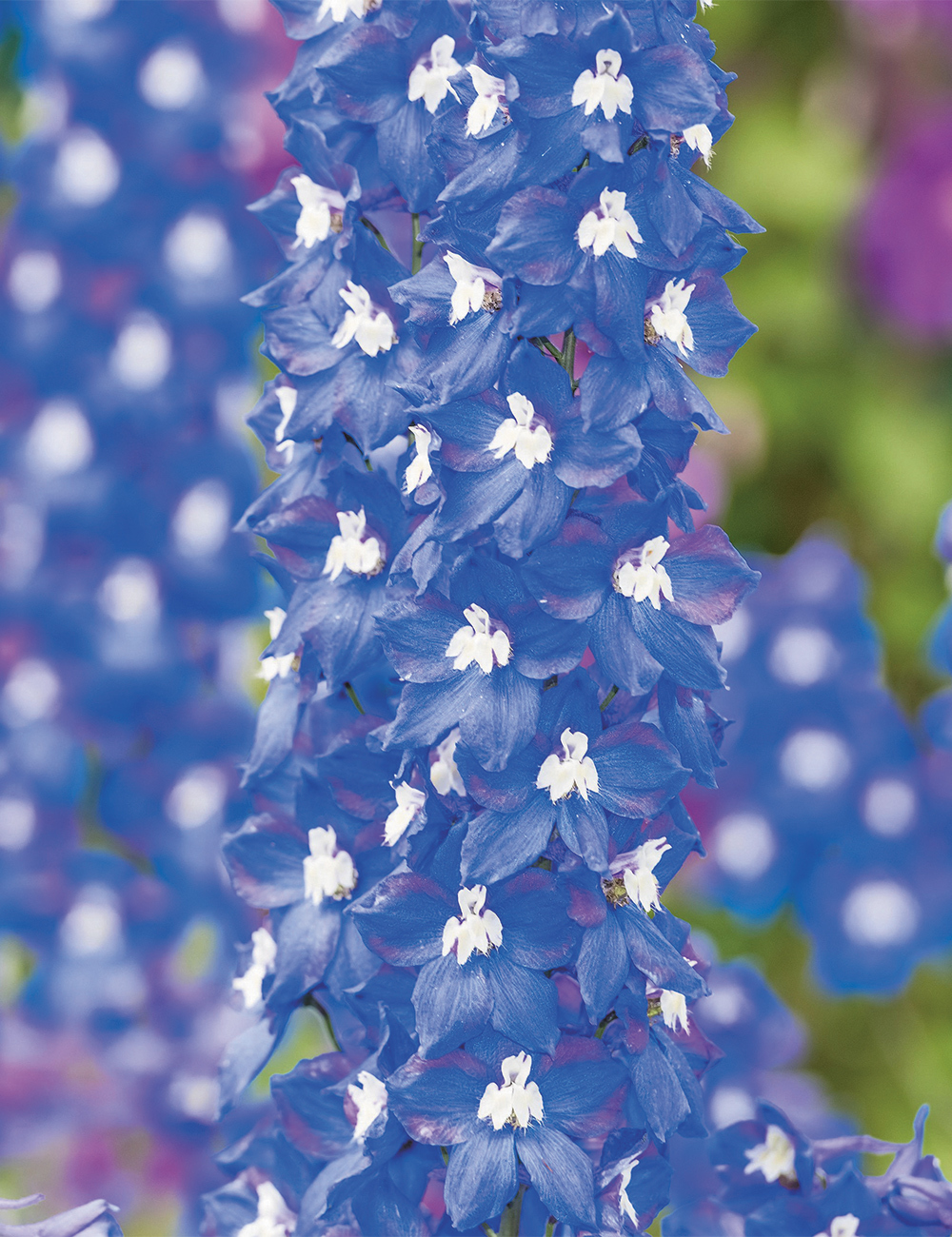 Dowdeswell Delphinium 'Royal Aspirations'