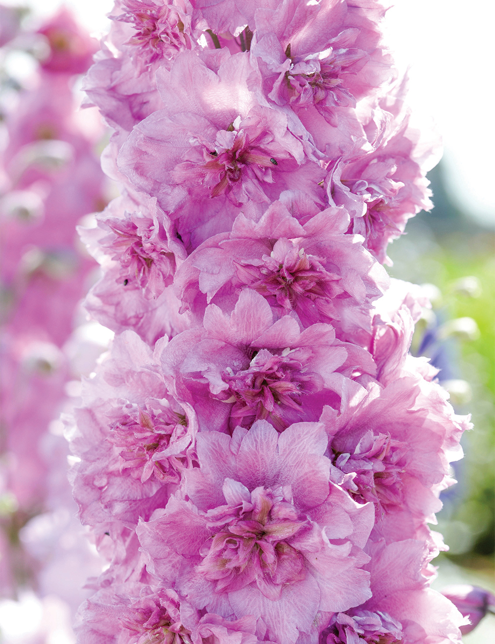 Dowdeswell Delphinium Sweethearts