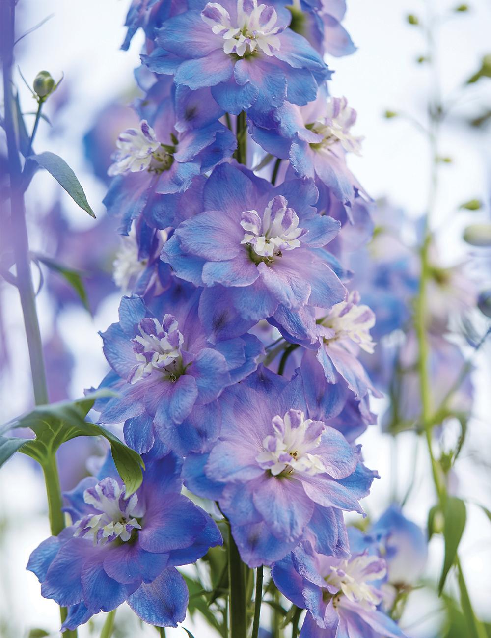 Dowdeswell Delphinium 'Sunny Skies'