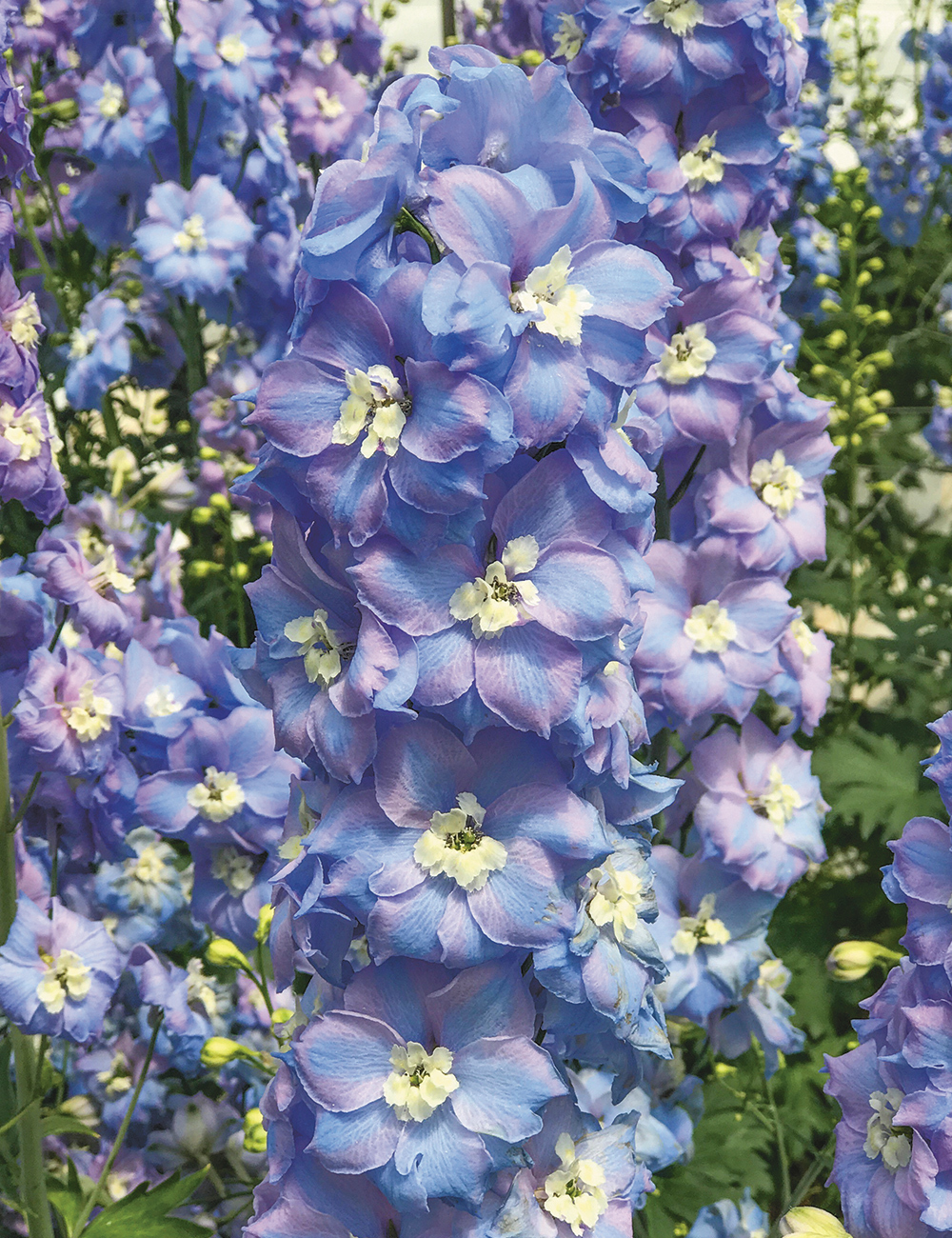 Dowdeswell Delphiniums Crazy Ladies