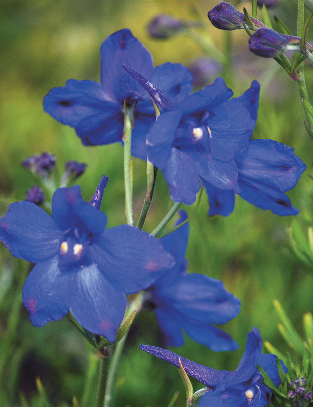 Delphinium Blue Angel