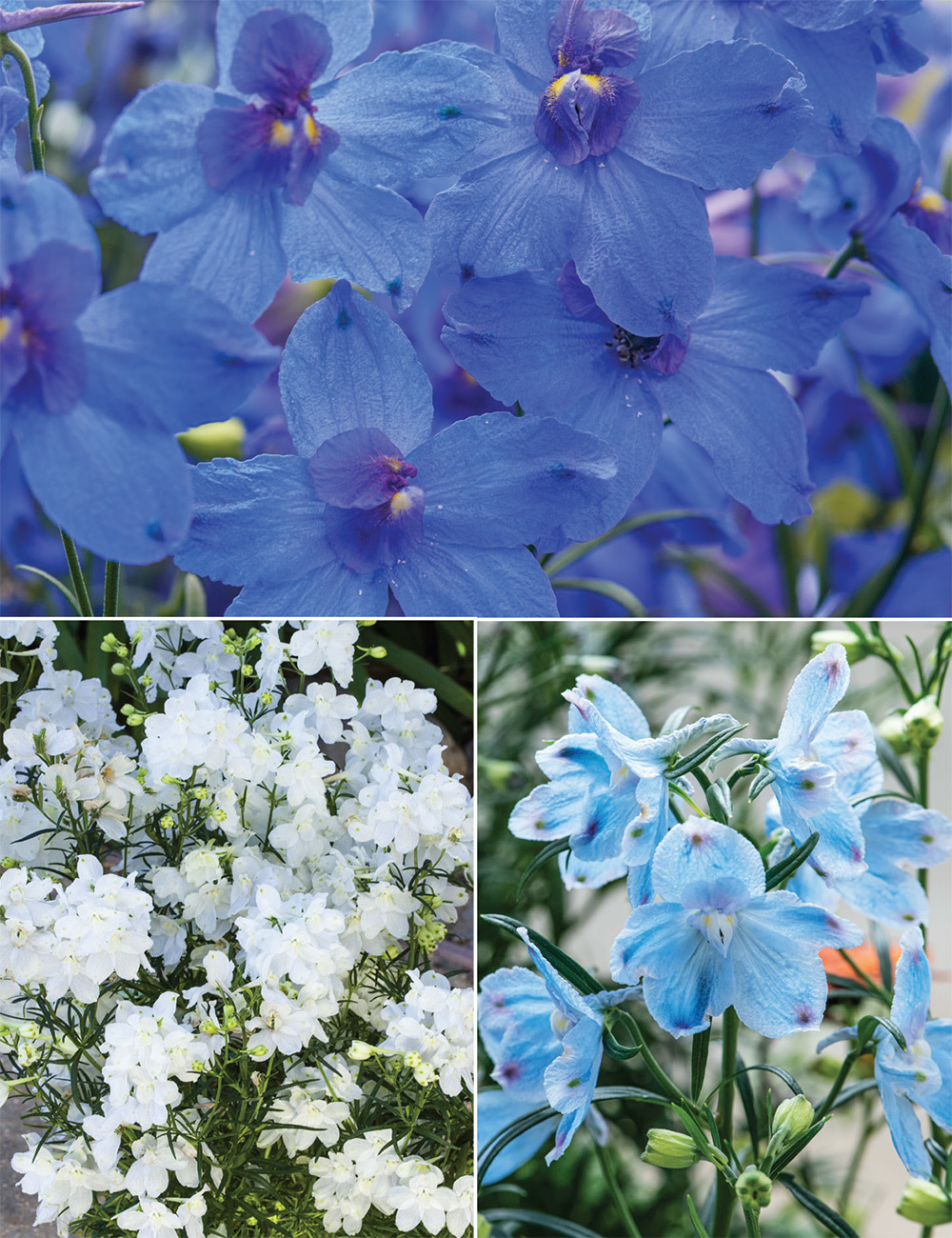 Chinese Delphiniums (reduced) Collection
