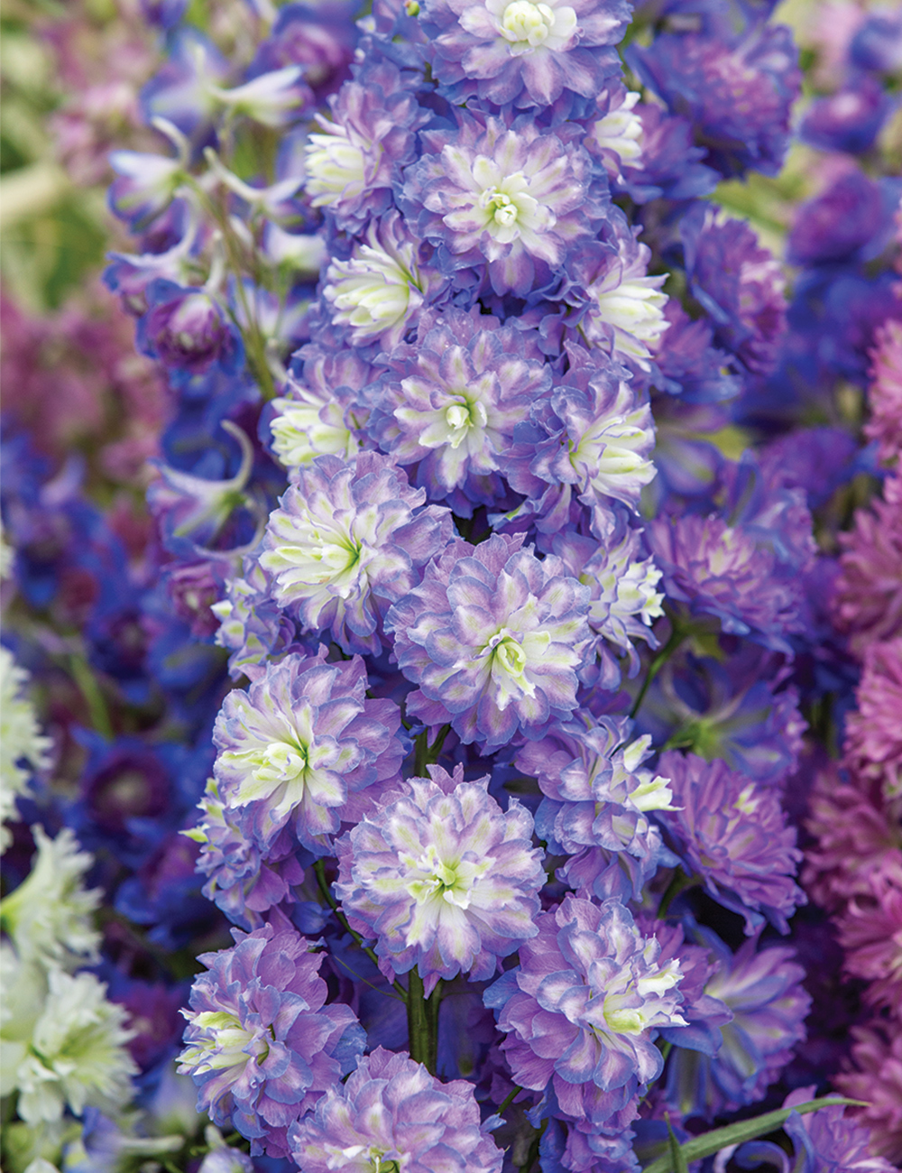 Highlander Delphinium Bolero