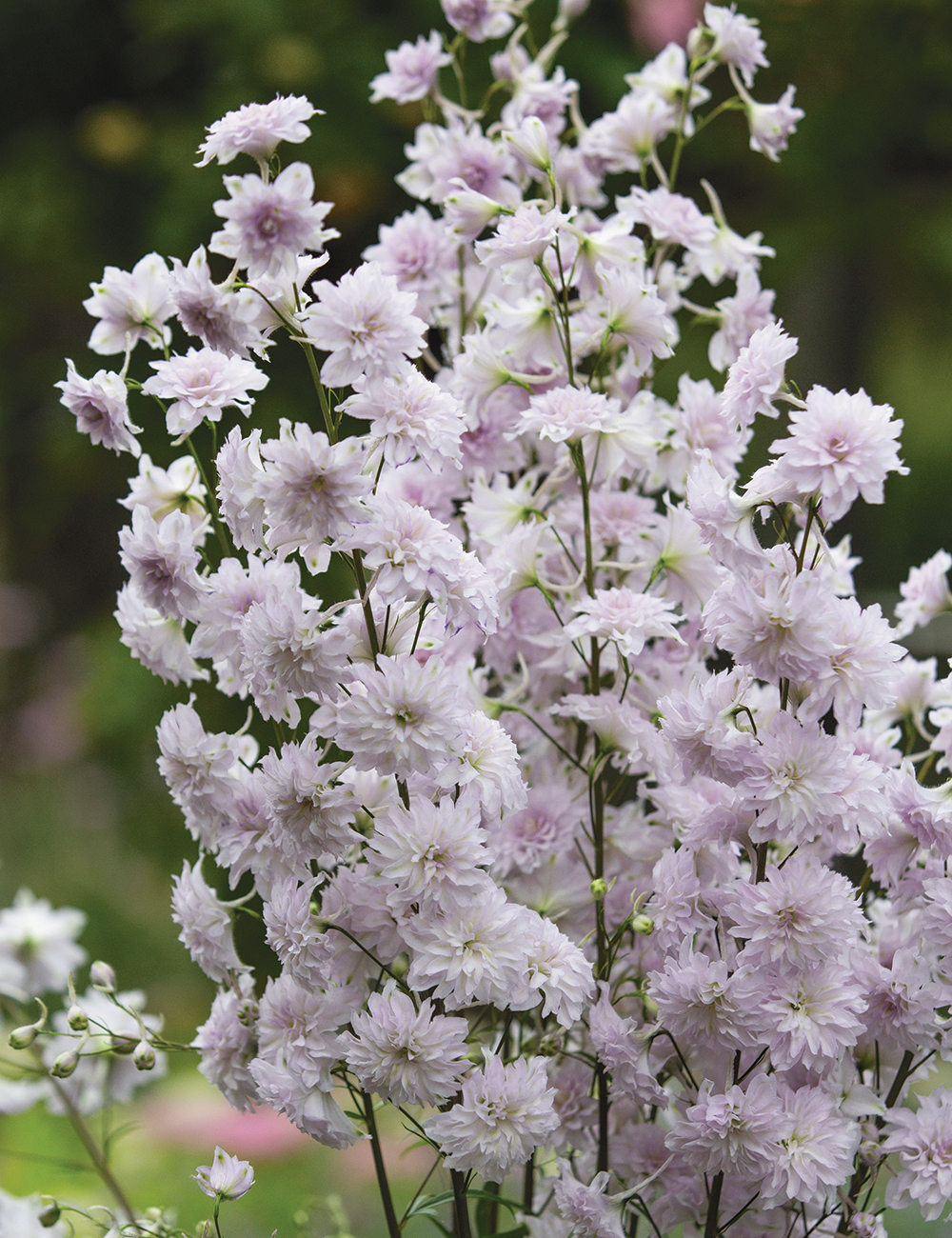 Delphinium Highlander Cha Cha