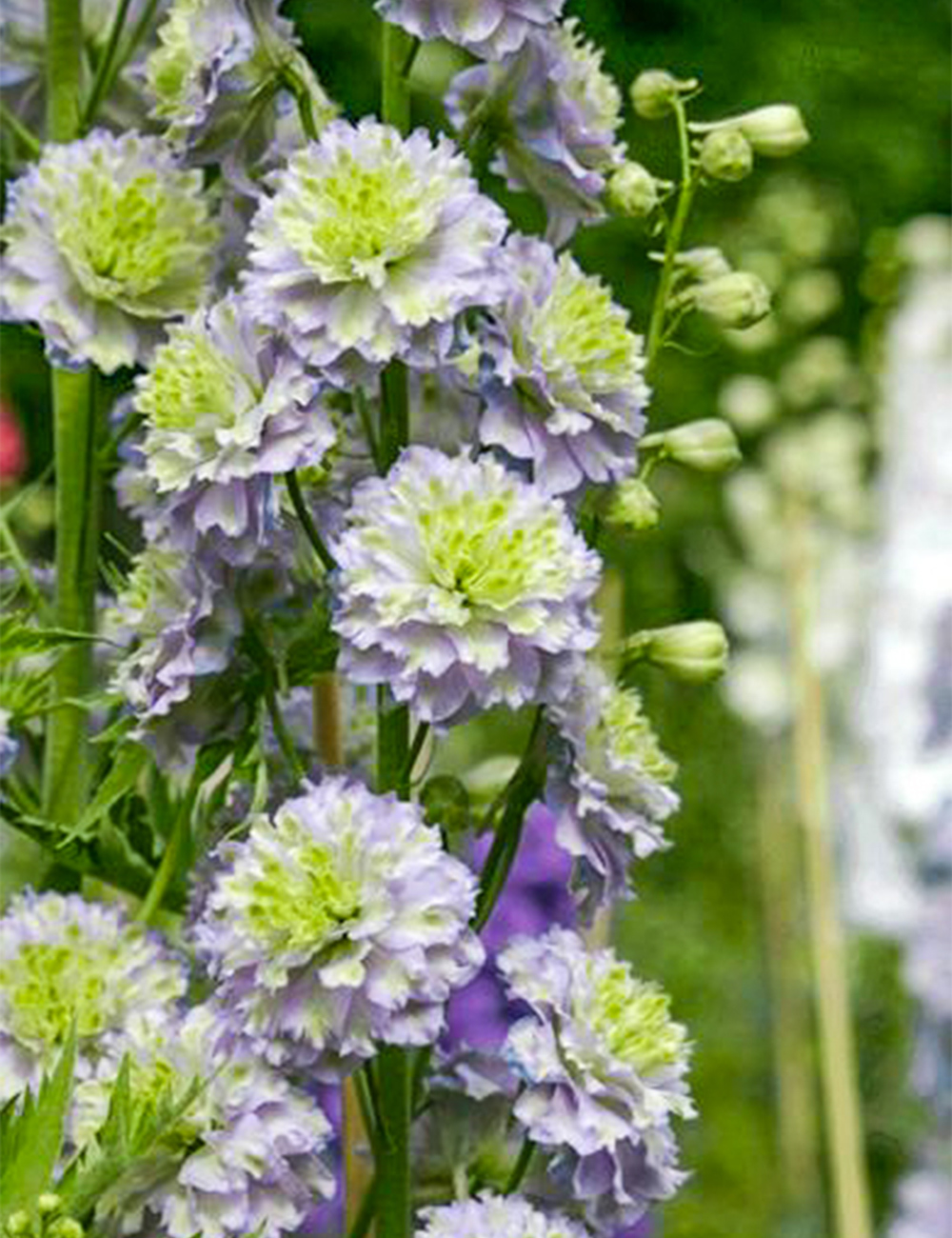 Delphinium Highlander Crystal Delight