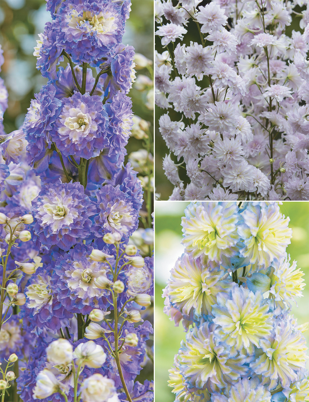 Delphinium Highlander (reduced) Collection